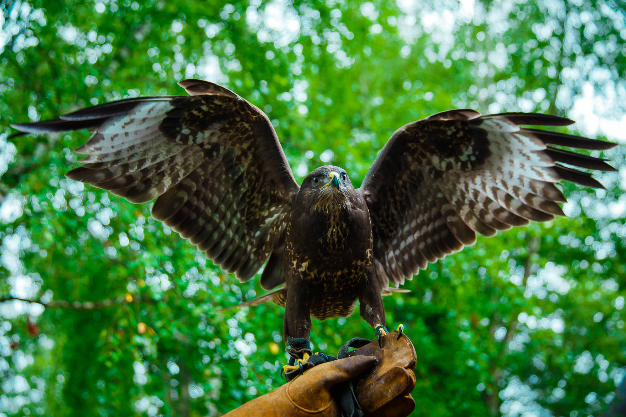 ornithology (owl nursery)