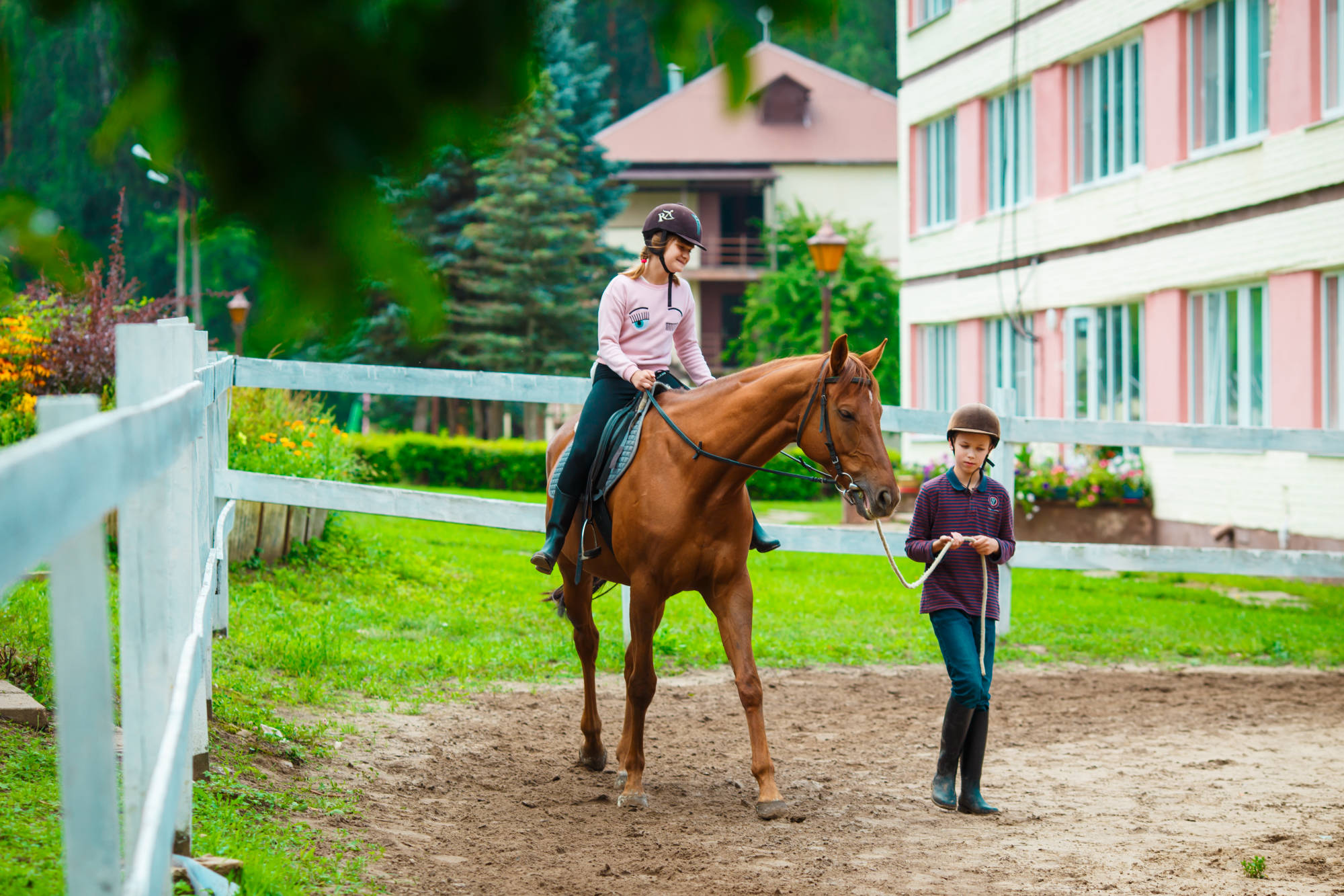 dressage and show jumping