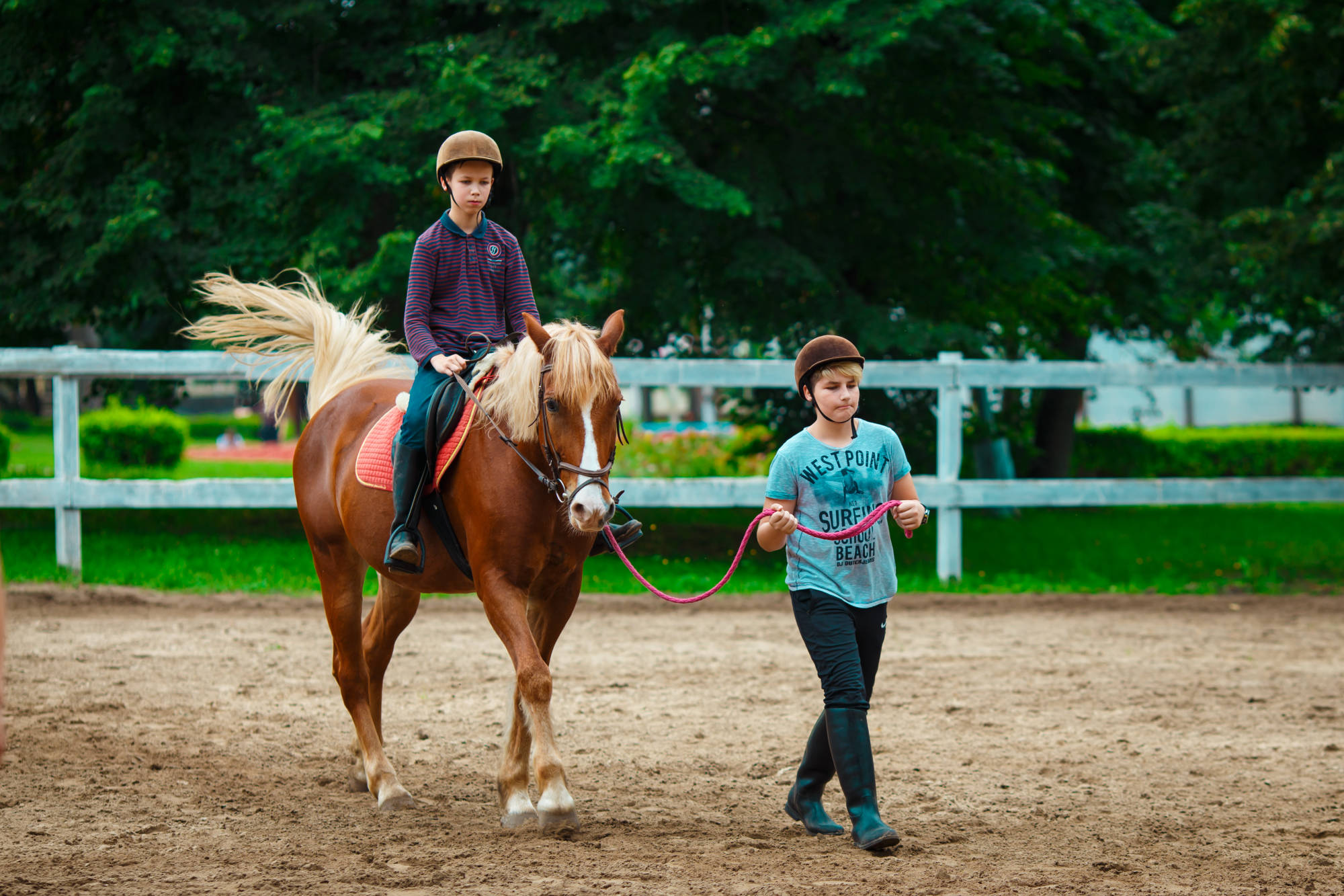 dressage and show jumping